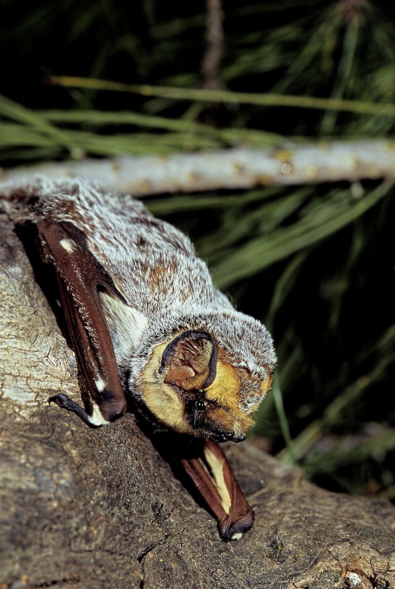 Bat Appreciation Day: Bats in Napa County